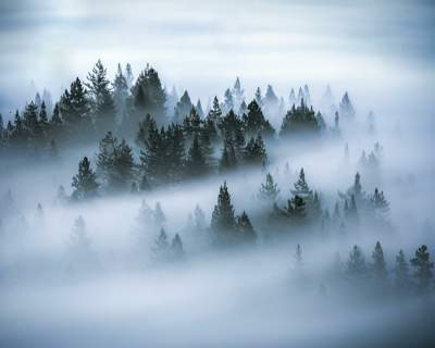 thick fog amongst tree tops